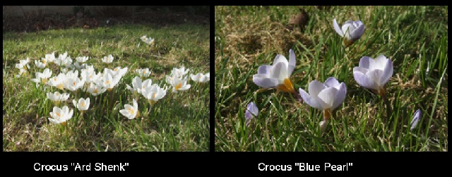The Crocus lawn